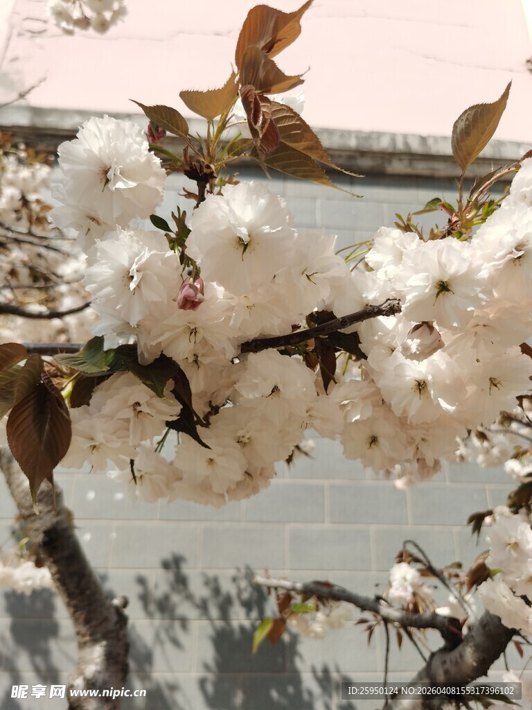 枝头绽放的美丽白色花朵