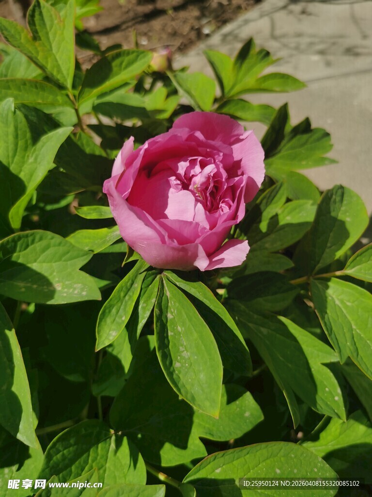 娇艳盛开的粉色牡丹花