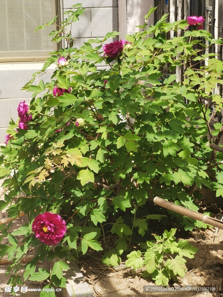 绽放的艳丽月季花