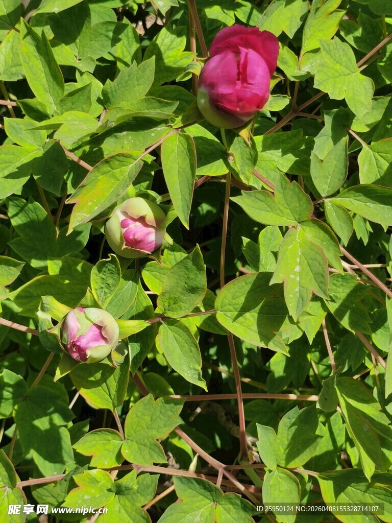 娇艳牡丹花与绿叶相伴