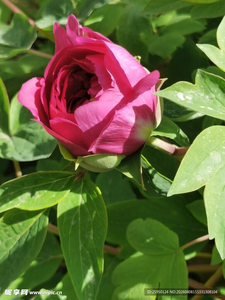 娇艳盛开的粉色牡丹花