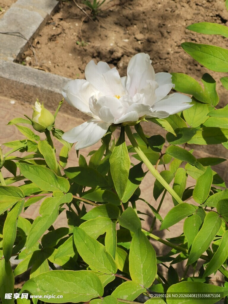 洁白玉兰花绽放绿叶间