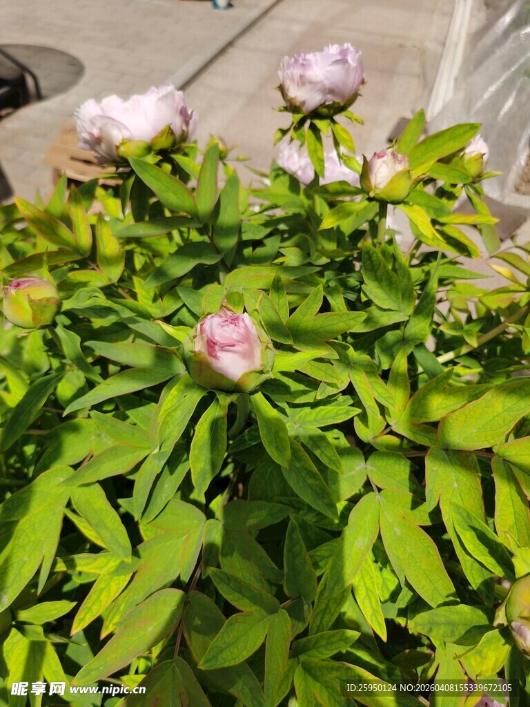 盛开的粉色牡丹花