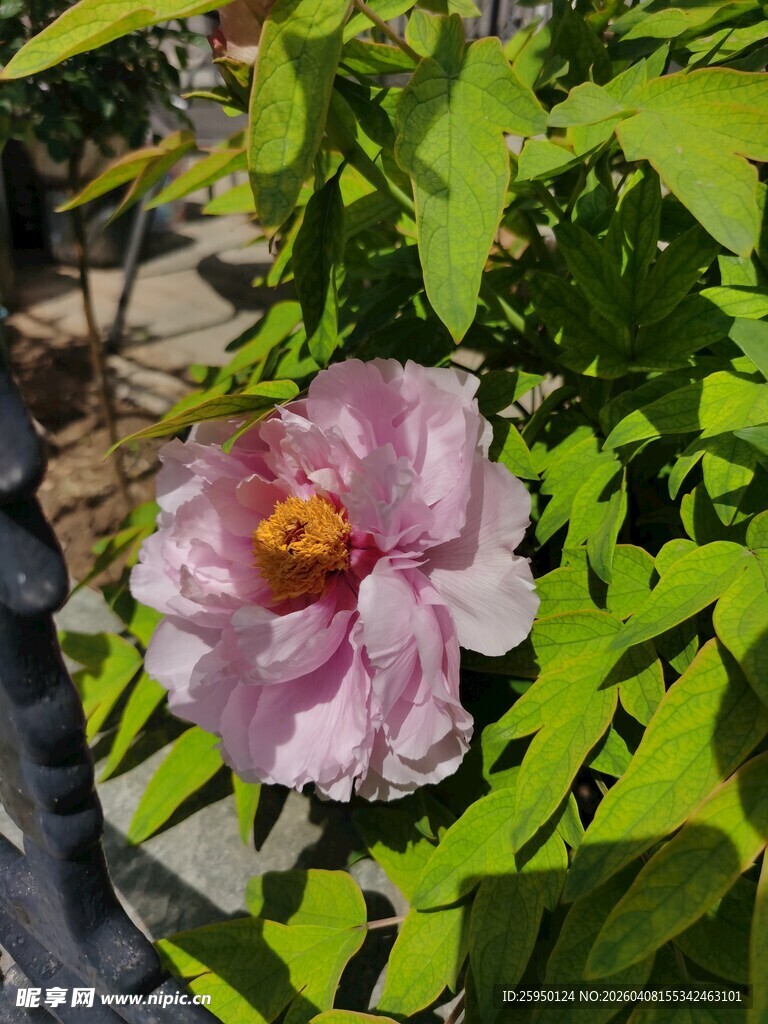 娇艳绽放的粉色木槿花