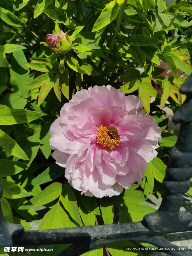 娇艳粉色花朵绽放绿叶间