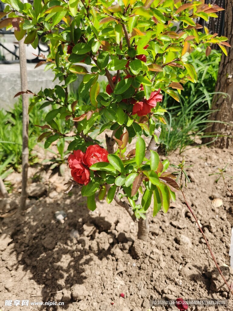 盛开的红色石榴花植株