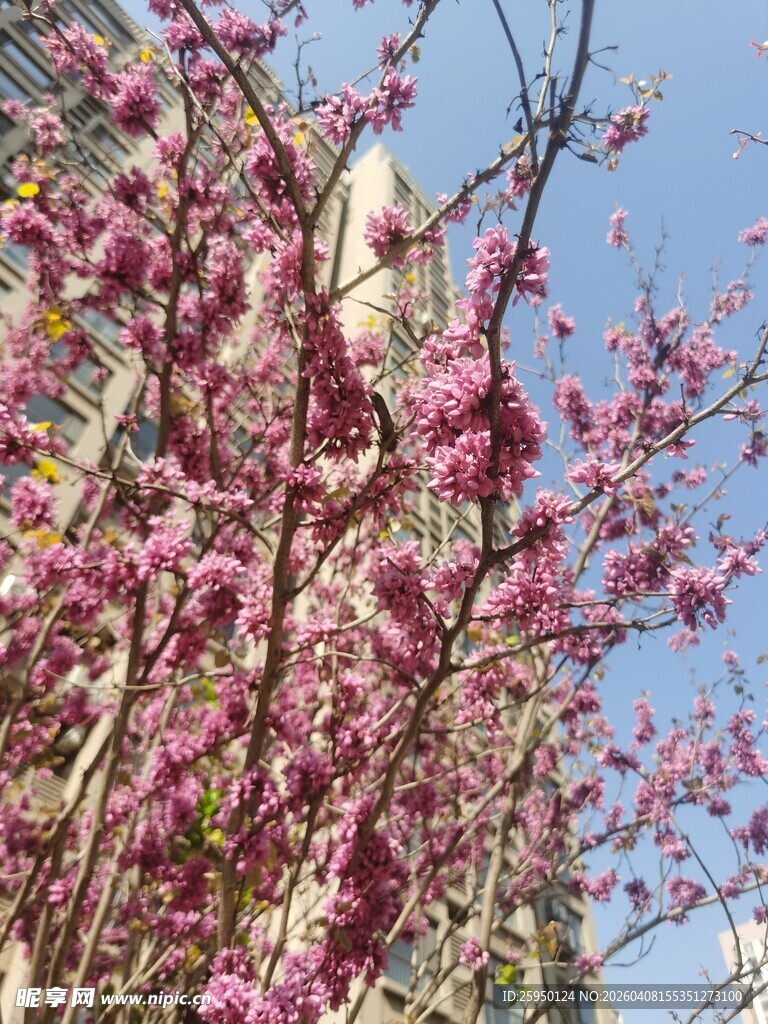 春日繁花绽放的绚烂景象