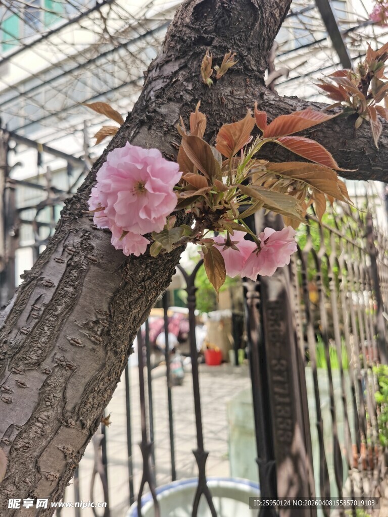 枝头绽放的娇艳粉色花朵