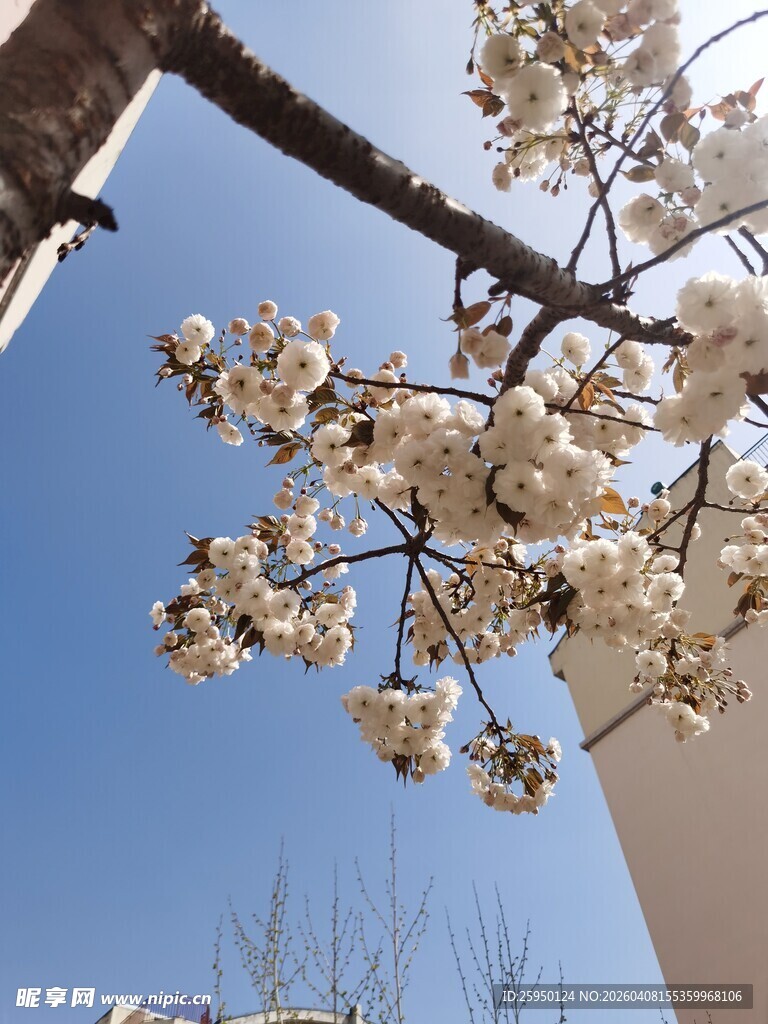 蓝天映衬下的盛开花枝