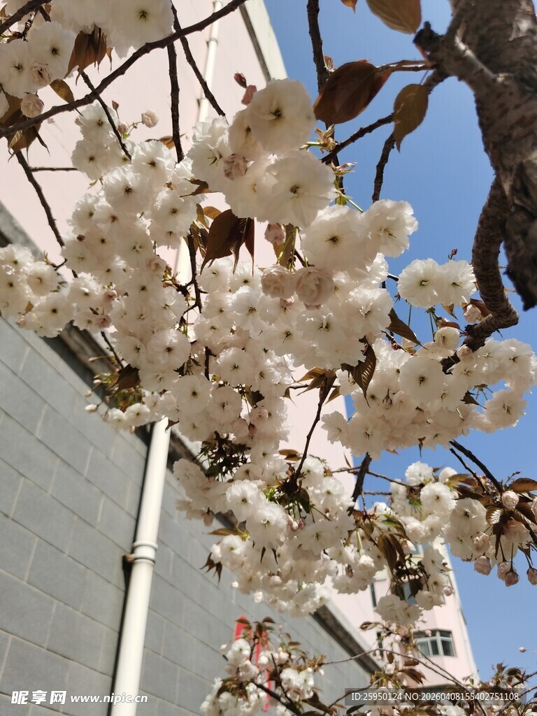 枝头绽放的烂漫白色花朵