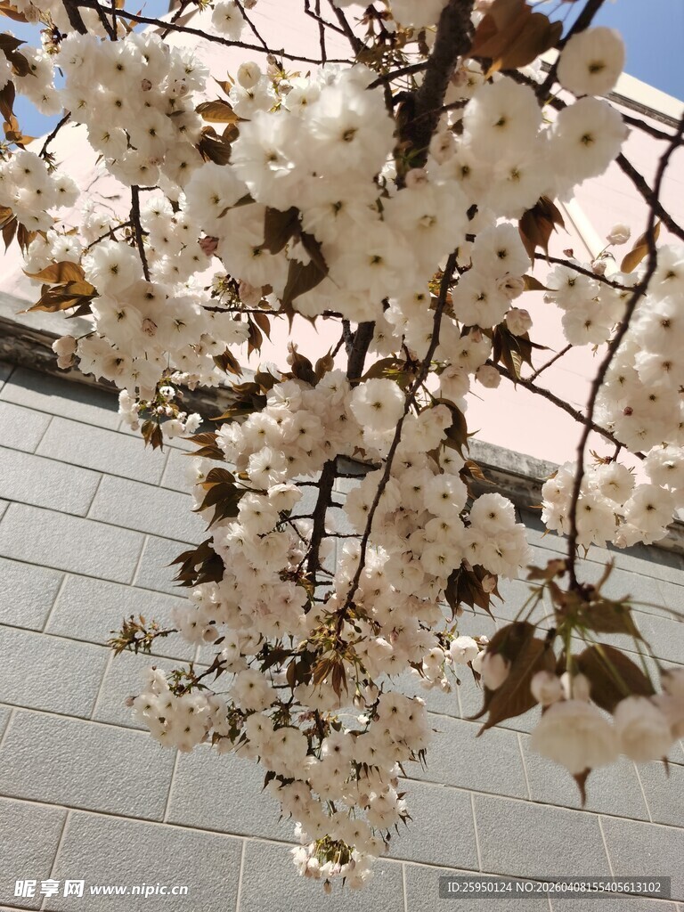 枝头绽放的美丽白色花朵