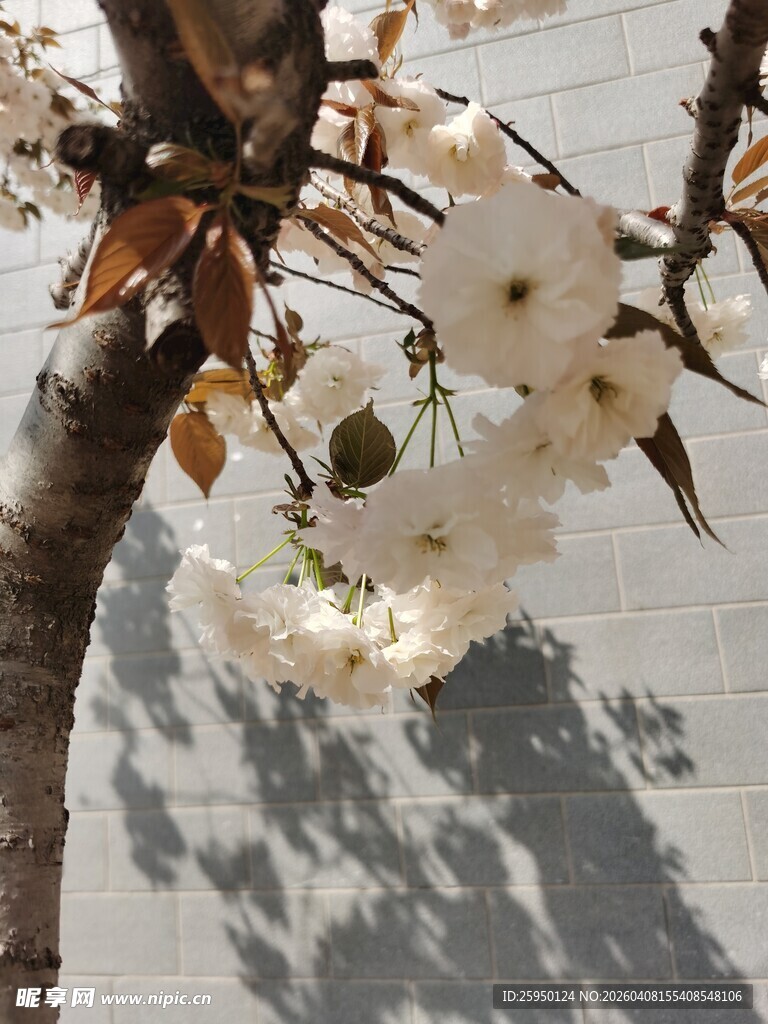 枝头绽放的白色美丽花朵