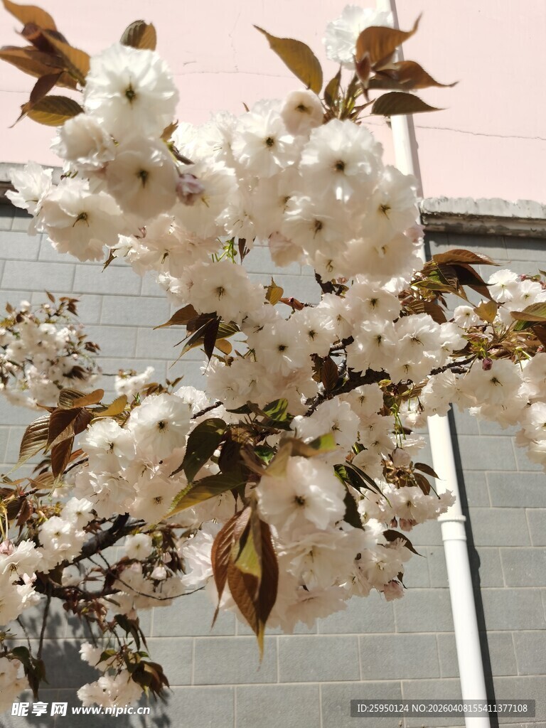 盛开的白色樱花枝头