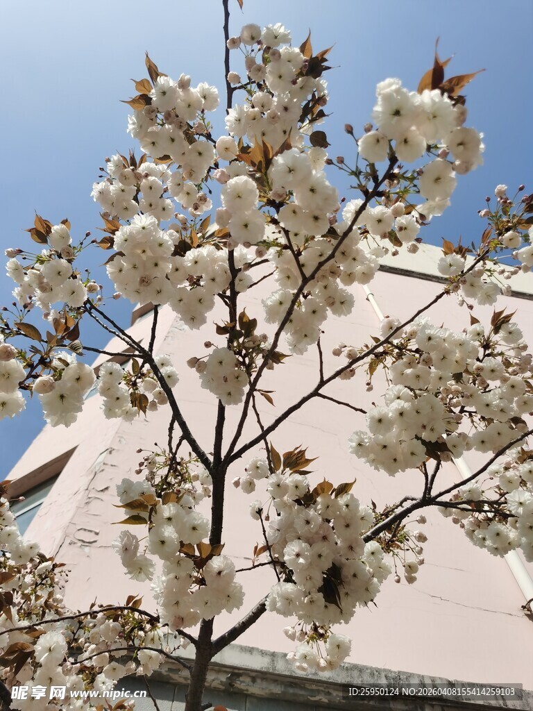枝头绽放的洁白繁花