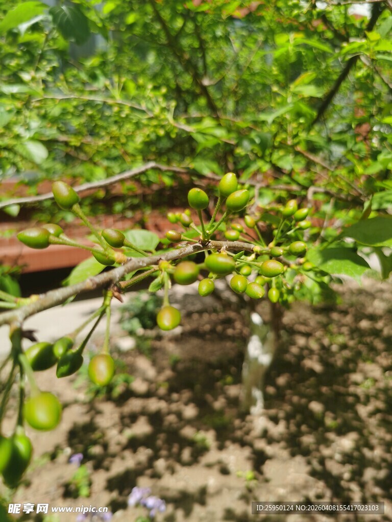 绿叶繁茂的果树景象