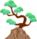 岩石上的弯曲松树