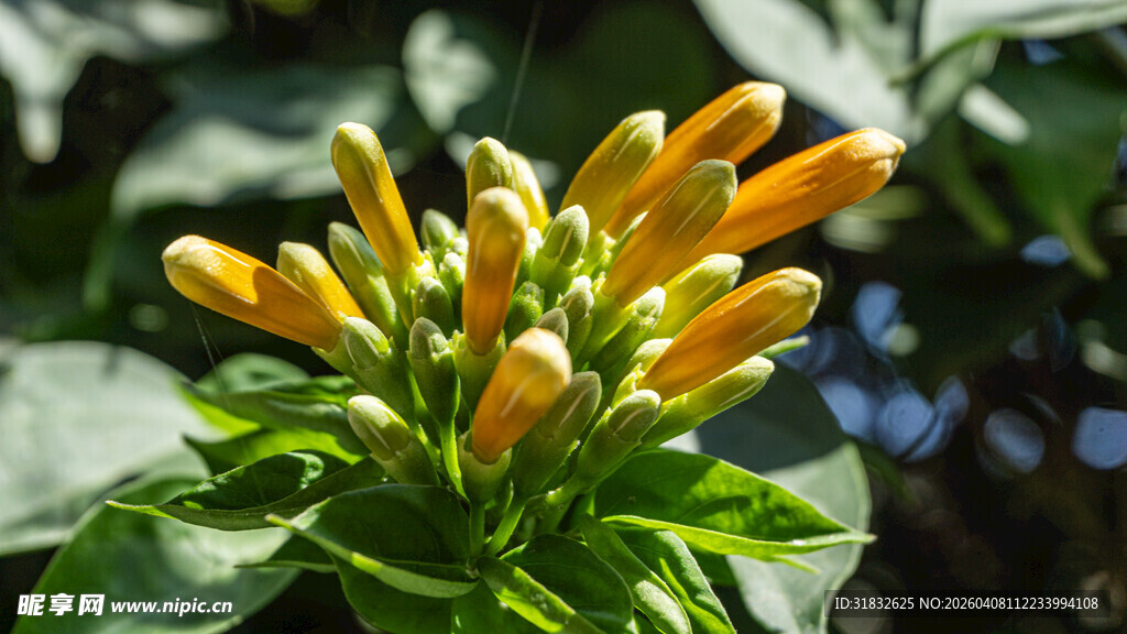 金黄绽放的艳丽花卉