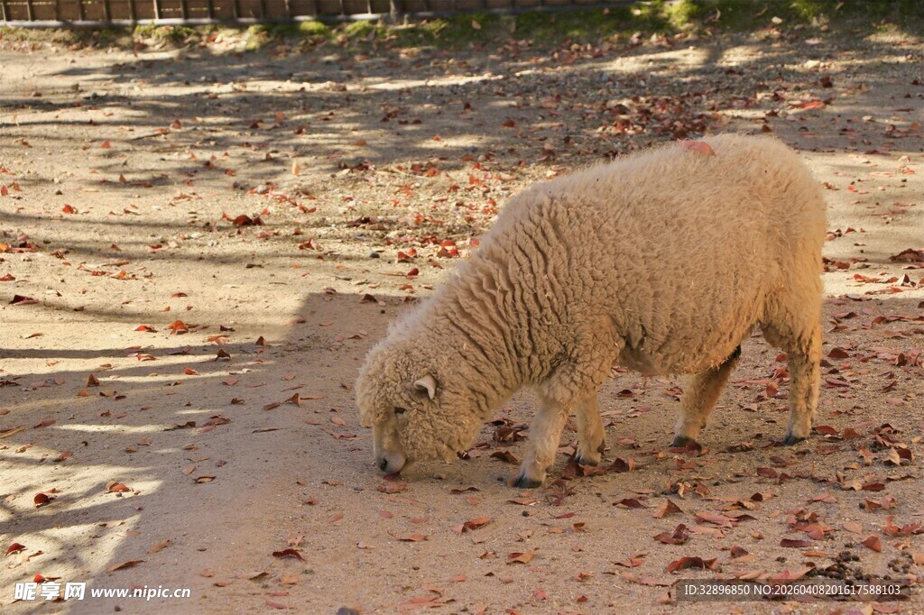 小羊低头在地面觅食