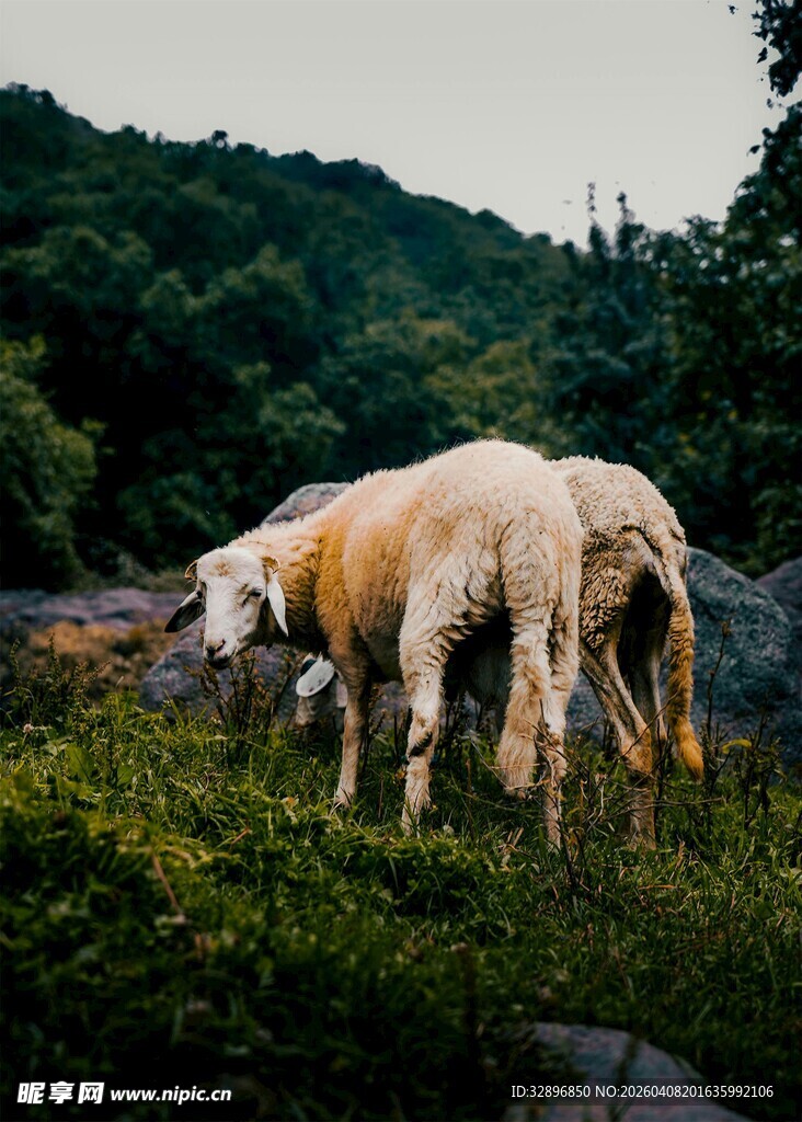 山间吃草的羊
