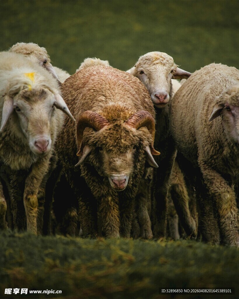 一群羊在草地上行走