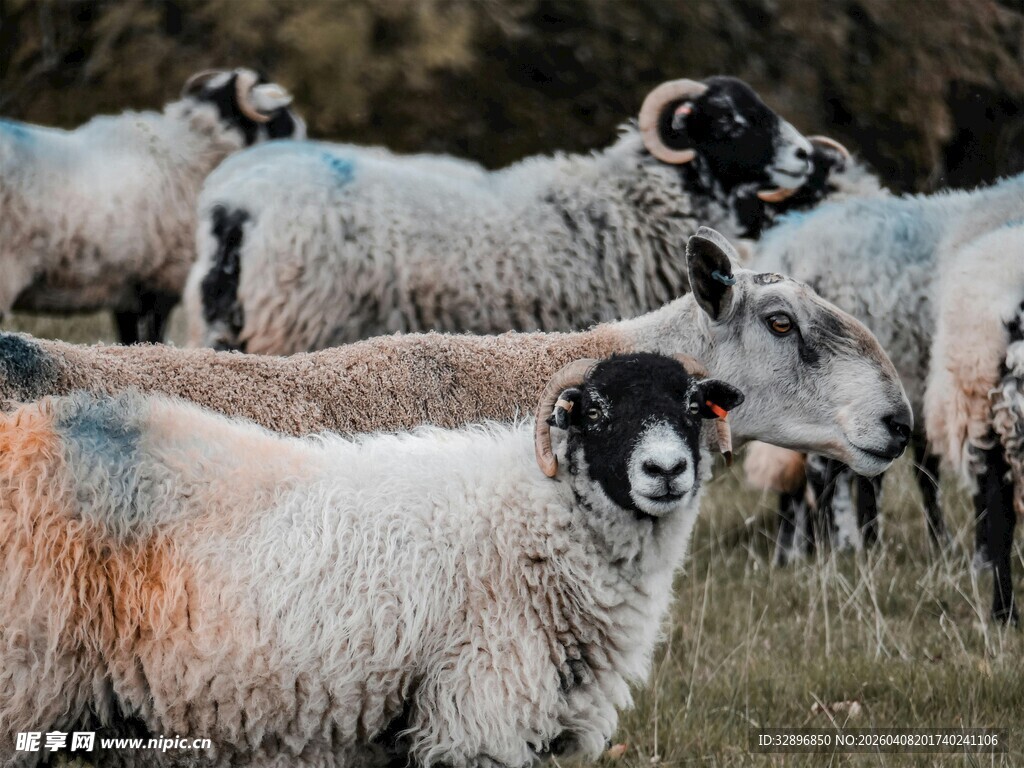 草地上的一群绵羊