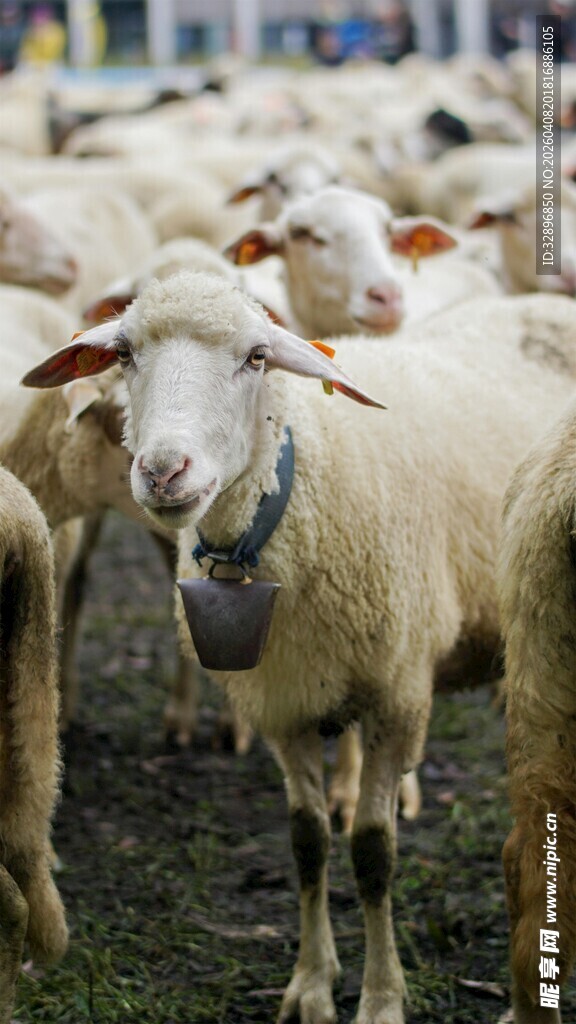 一群羊站在户外