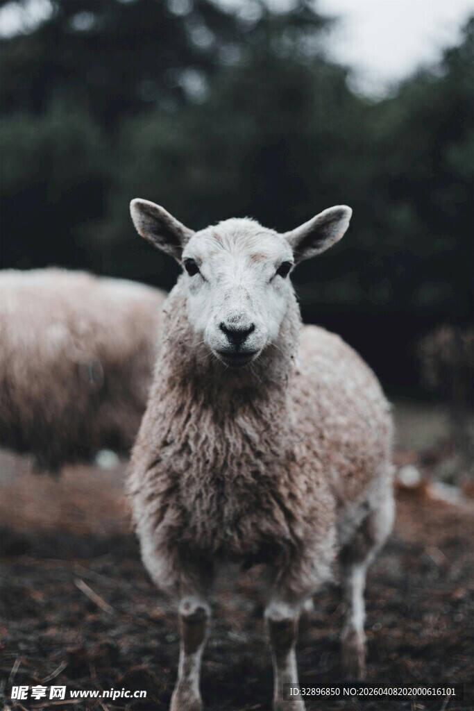 田野中的可爱绵羊