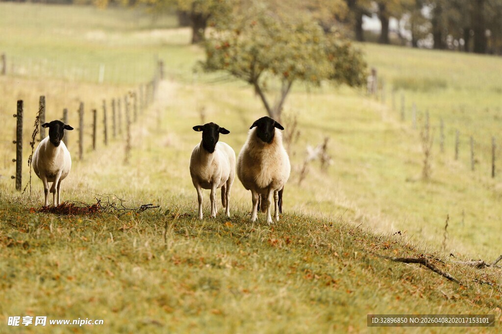 田野中漫步的几只绵羊