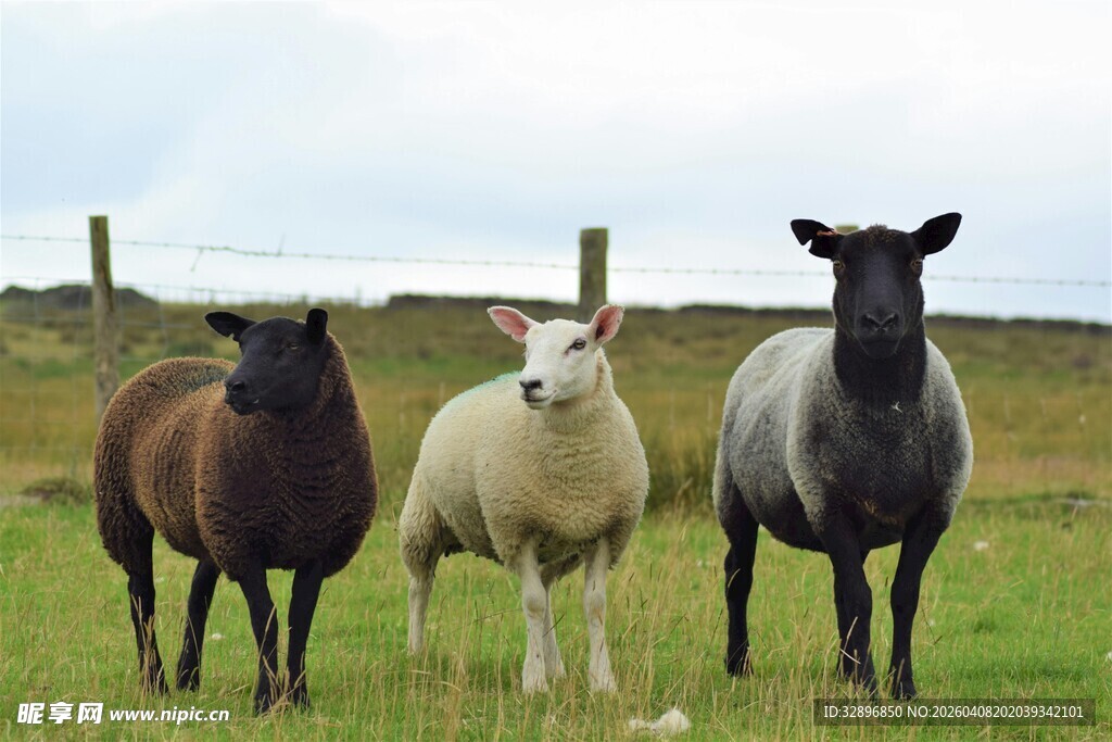 草地上的三只站立绵羊