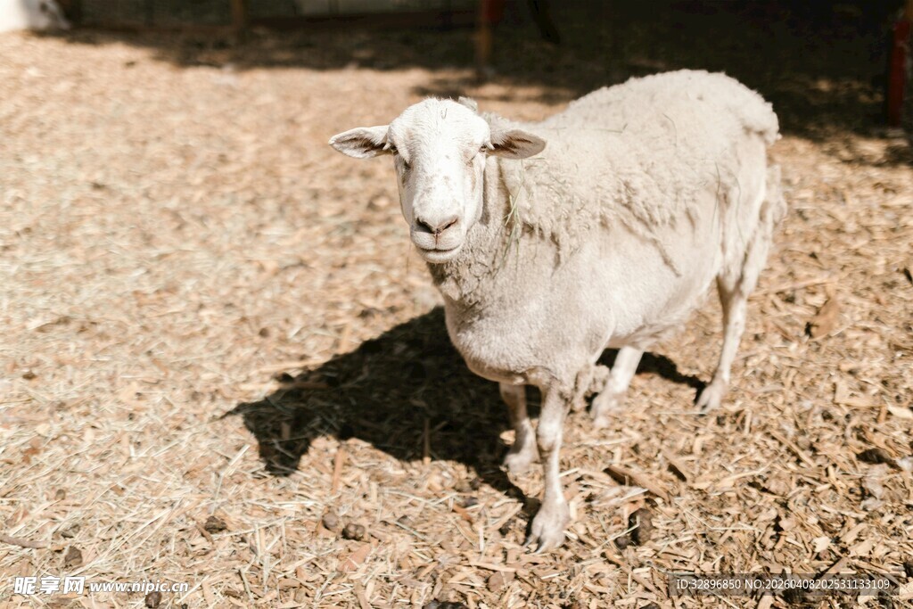 田野中的站立绵羊