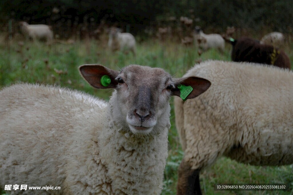 草地上的带耳标绵羊