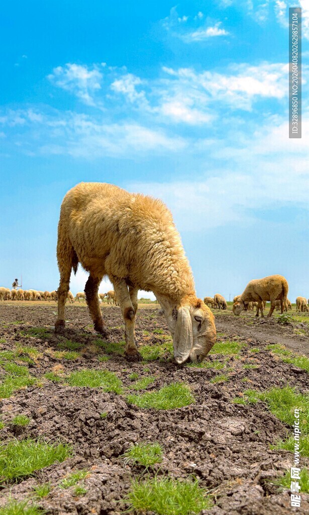 草原上的羊在悠闲吃草