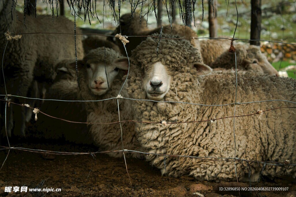 圈舍中的一群绵羊