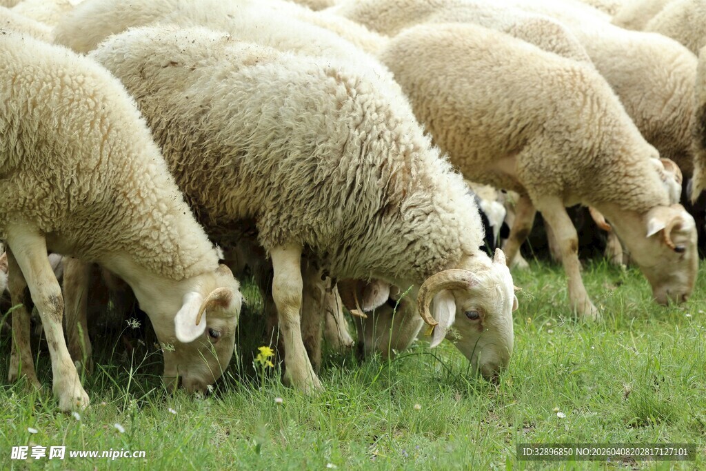 羊群在草地悠闲吃草