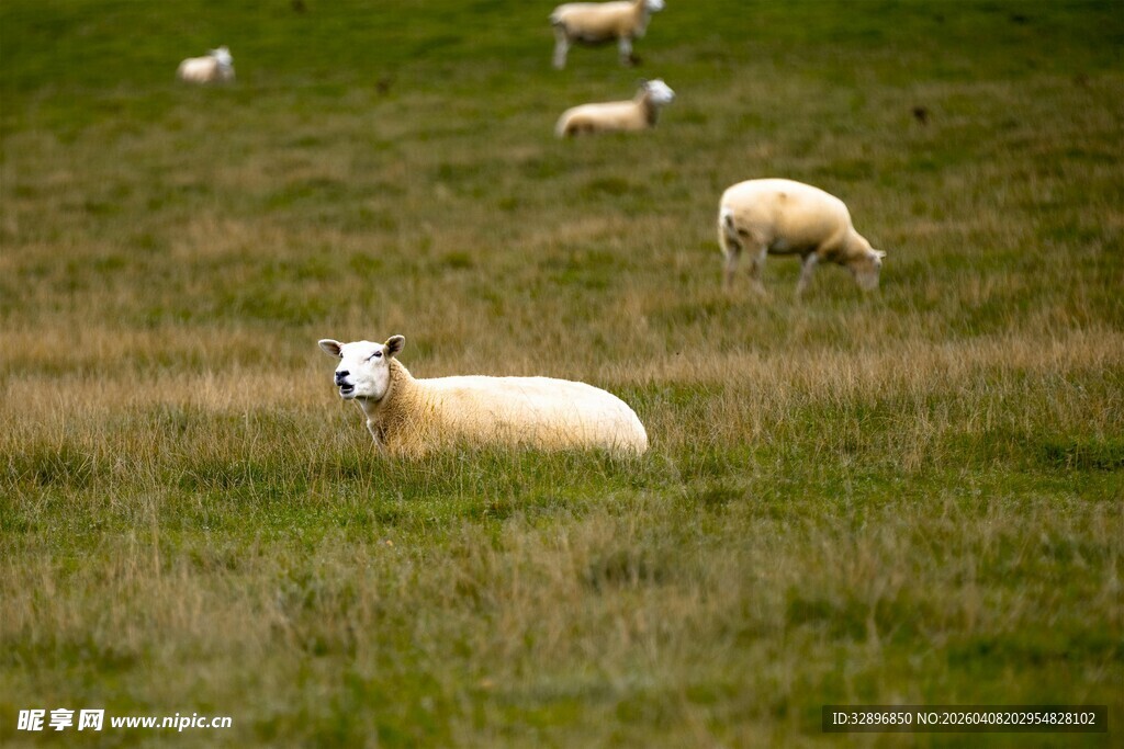 草原上休憩的羊群