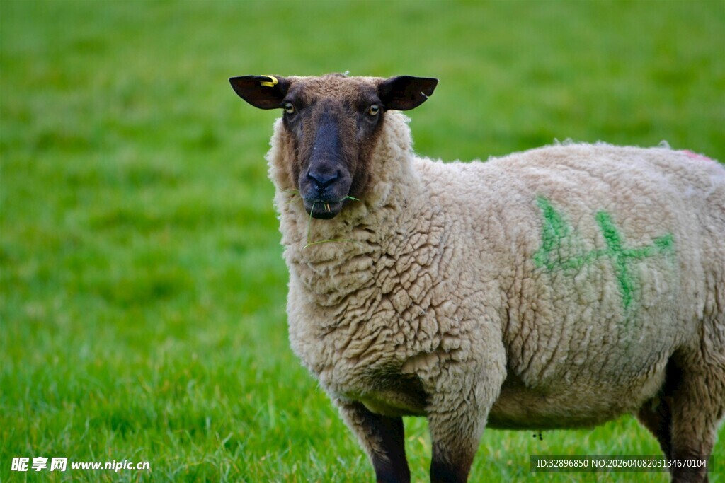 草地上的带标记绵羊
