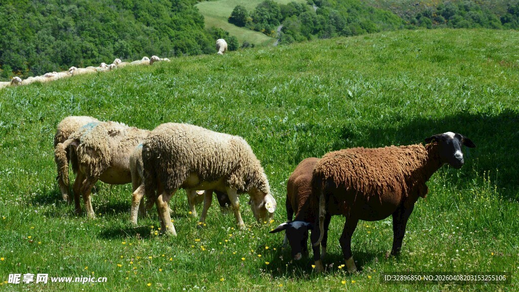 草原上吃草的几只绵羊