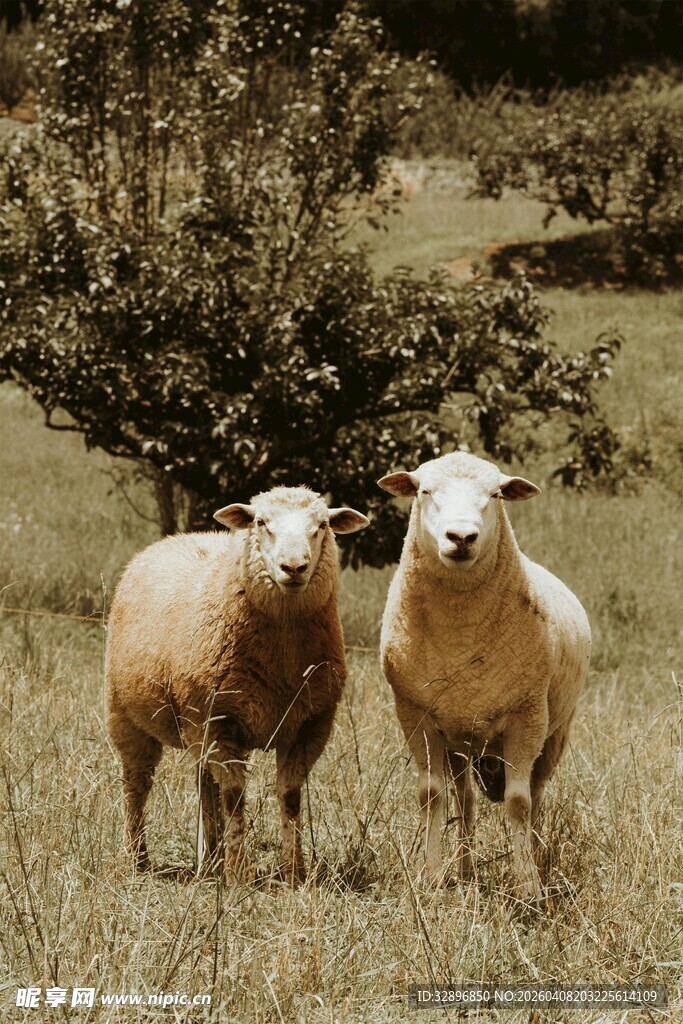 田野中的两只羊