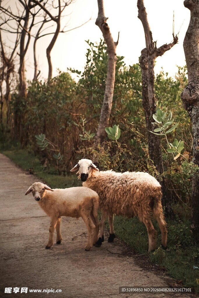 小路上的两只羊
