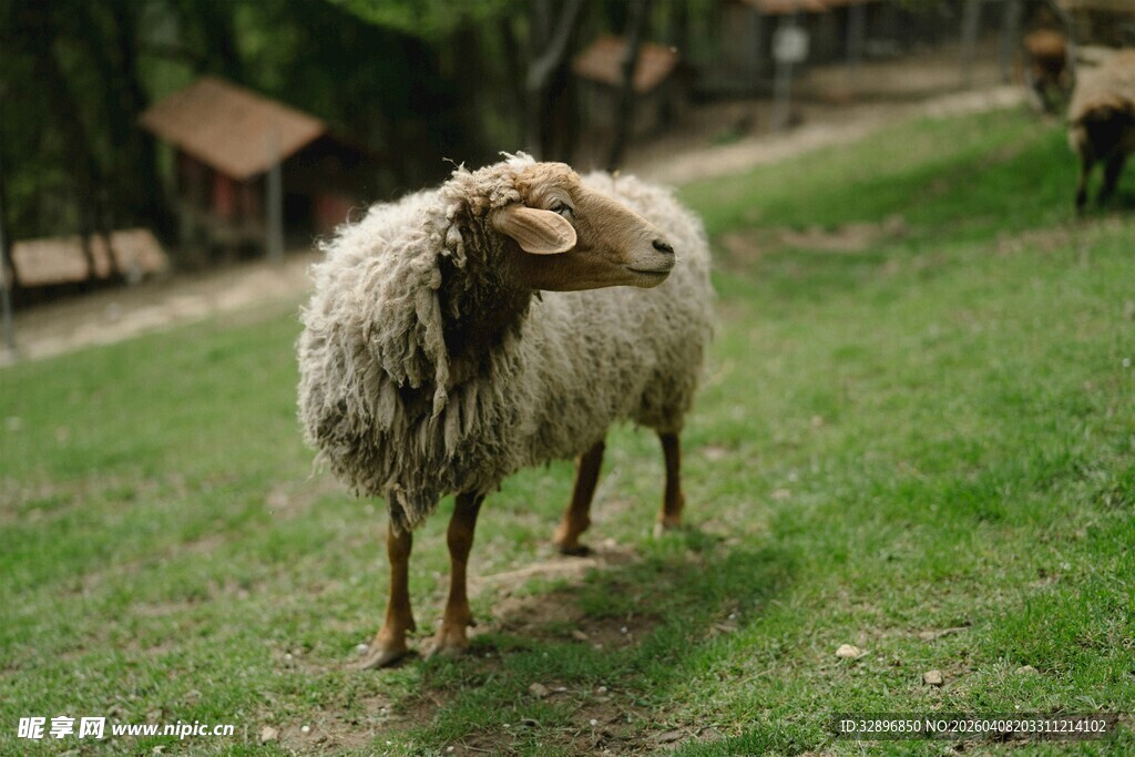 草地上的绵羊