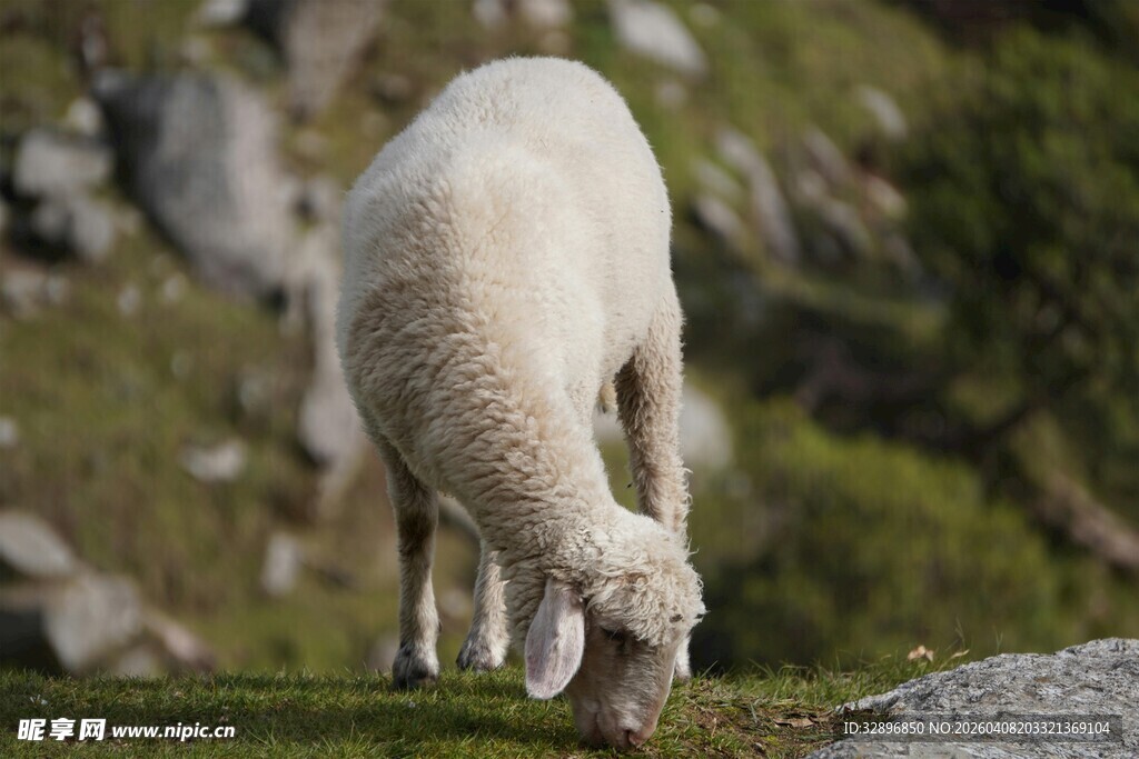 草原上低头吃草的绵羊