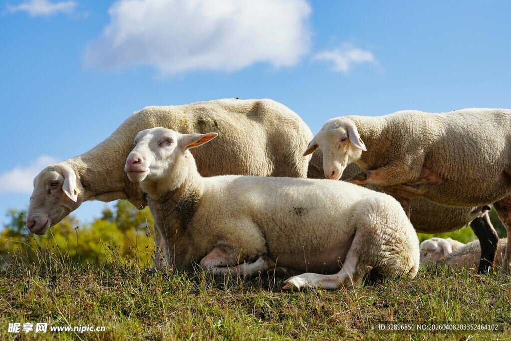 草原上休憩的几只绵羊