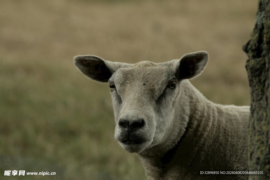 田野中的一只绵羊