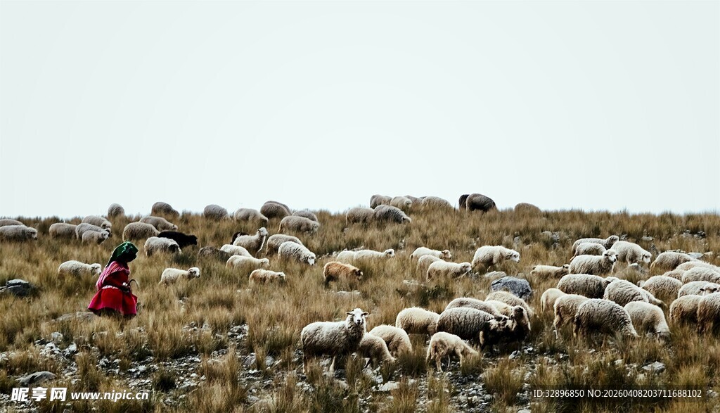 牧羊女与羊群在广袤草原