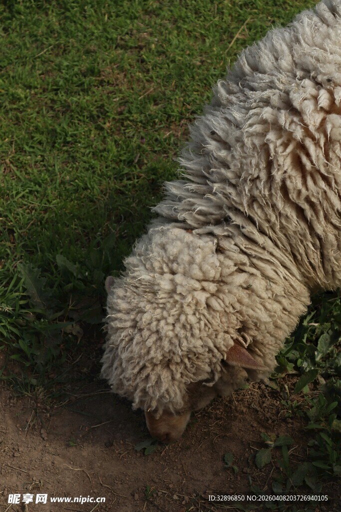 卷毛狗嗅闻地面