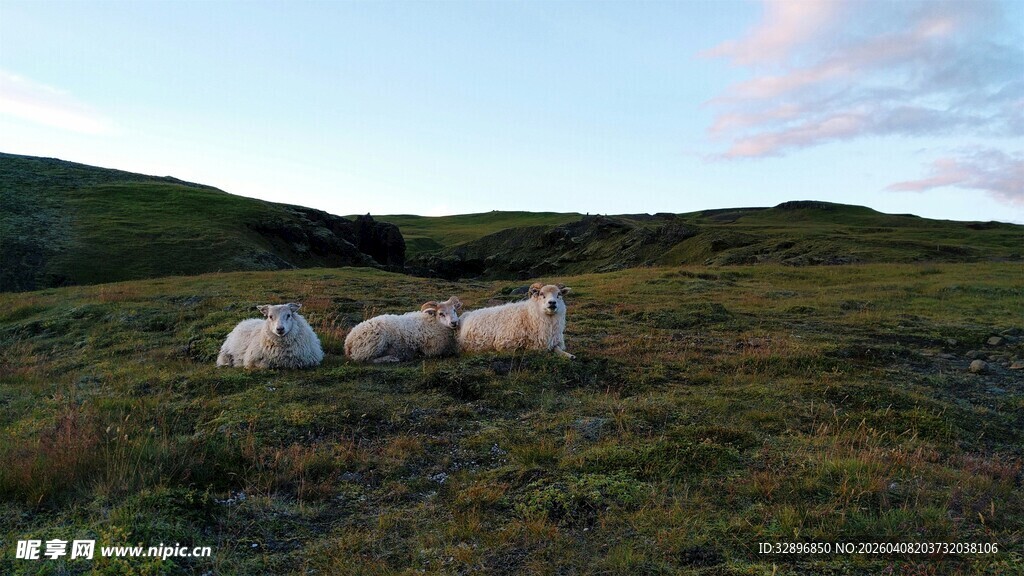 草原上休憩的羊群