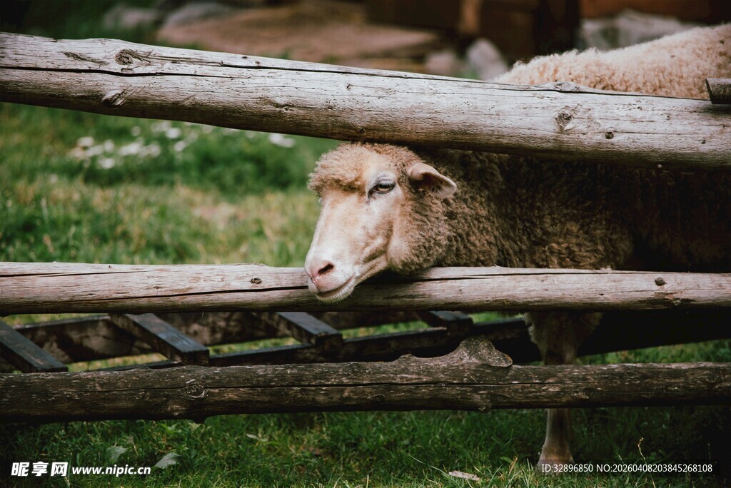 羊探头于木栅栏外