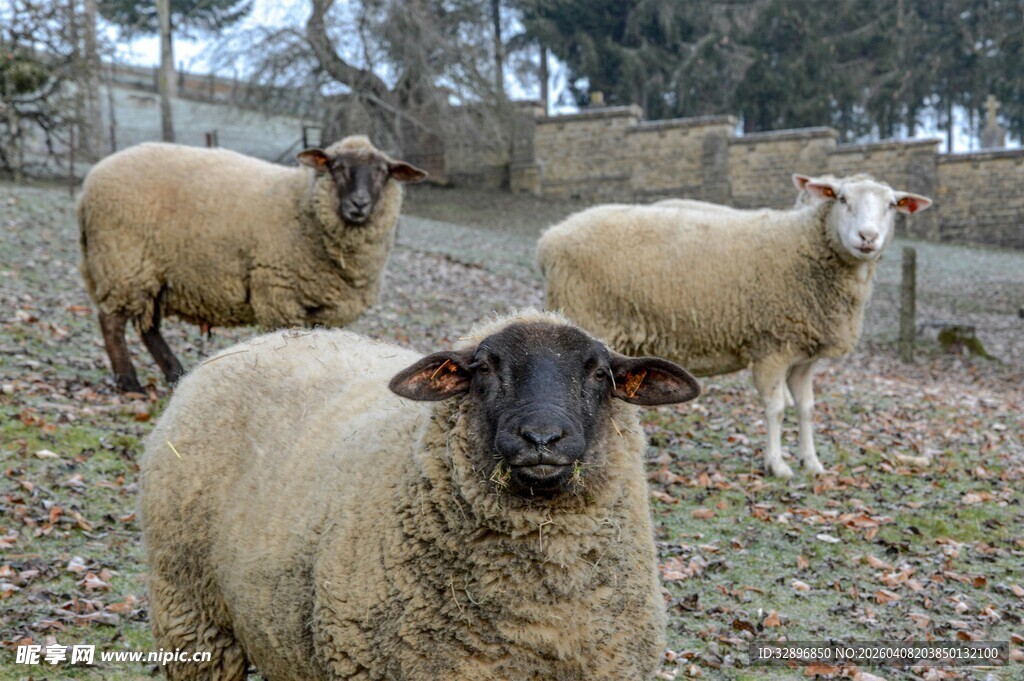 田野中的三只绵羊