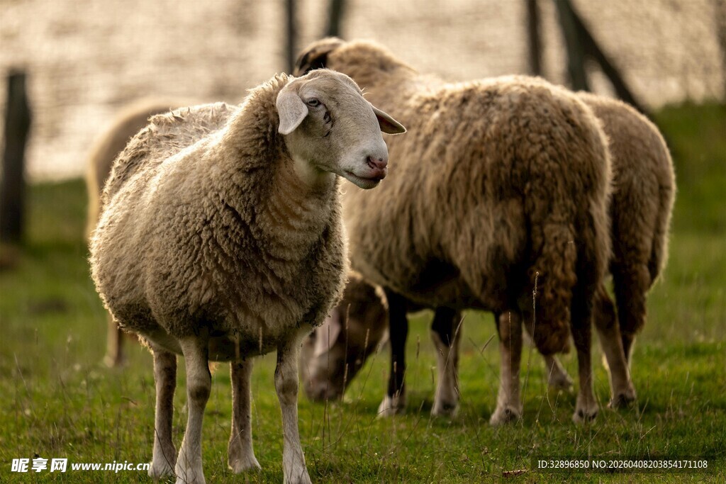 草地上的几只绵羊