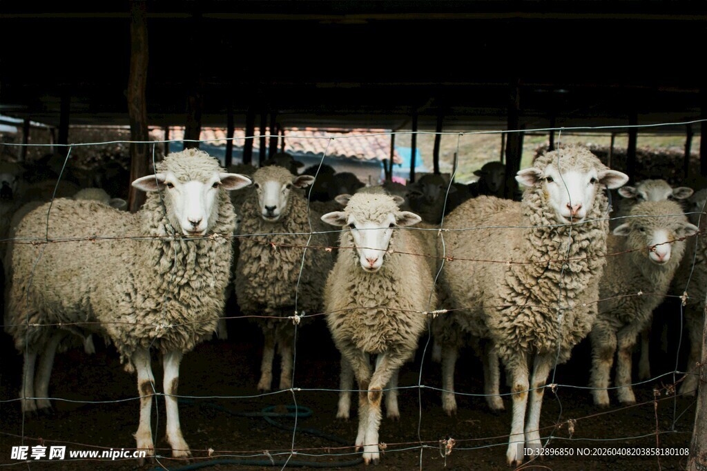 羊圈里的羊群